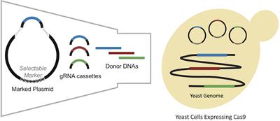 Multiplex Genome Engineering Methods for Yeast Cell Factory Development